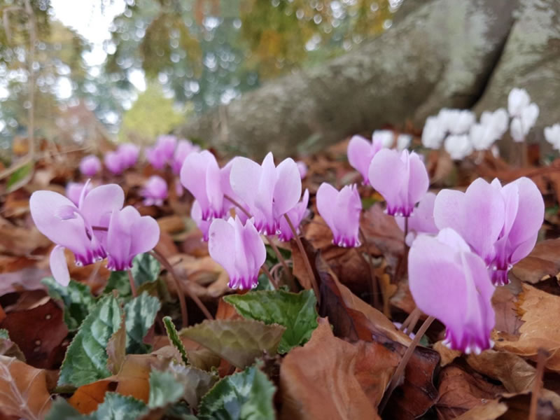 Cyclamen Hederifolium.