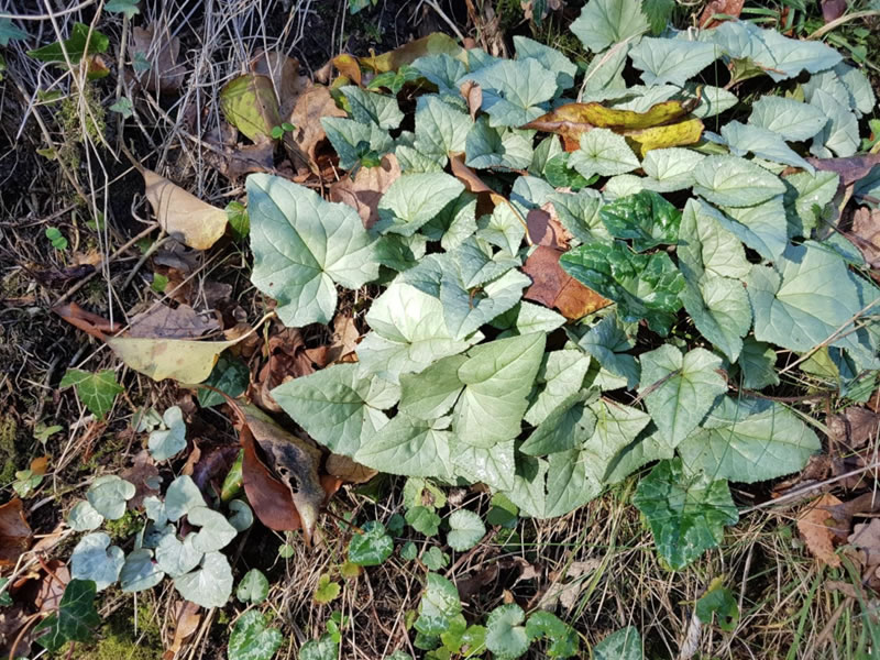 Cyclamen Hederifolium