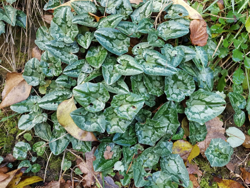 Cyclamen Hederifolium