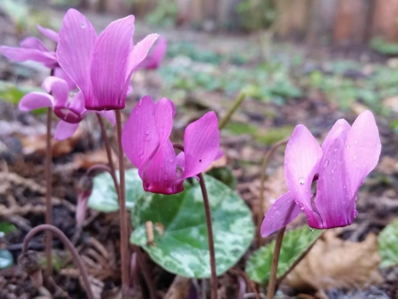 Cyclamen Purpurescens