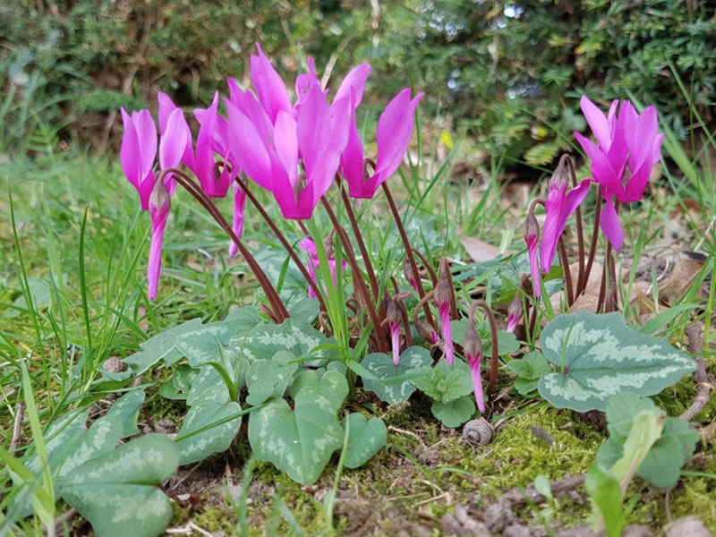 Cyclamen Repandum