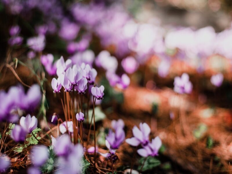 Cyclamen.