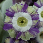 Primula auricula ‘Puppy Love’