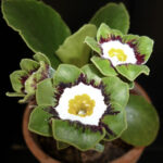 Primula Auricula ‘Beechen Green’