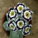 Primula auricula ‘Hawkwood’
