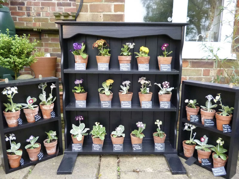 Swallowfield’s Nursery Auricula Theatre