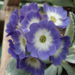Primula auricula ‘Bowen’s Blue’