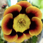 Primula auricula ‘Gold Seam’