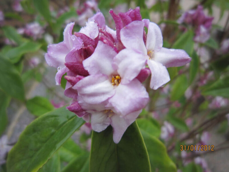 Charleshurst Farm Nursery