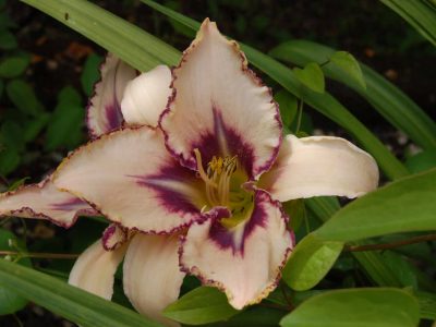 Cottage Garden Nursery