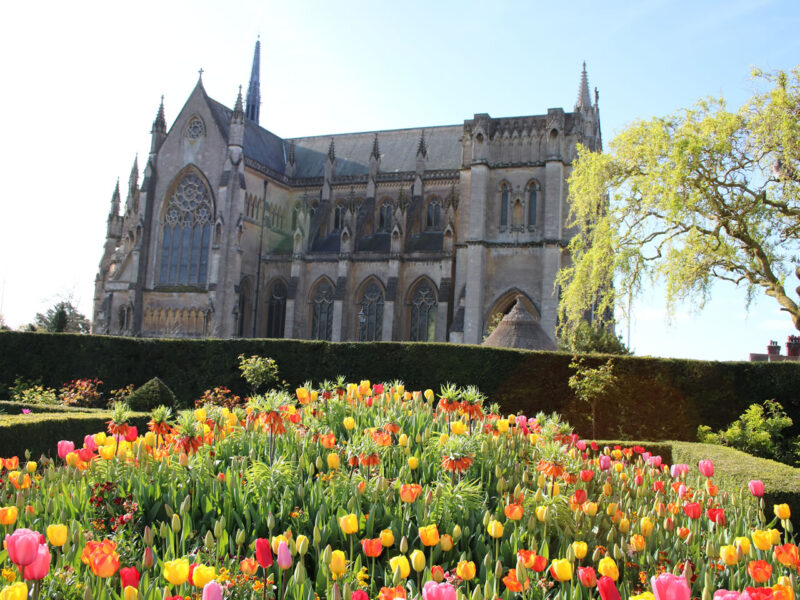 Arundel Spring Tulips.