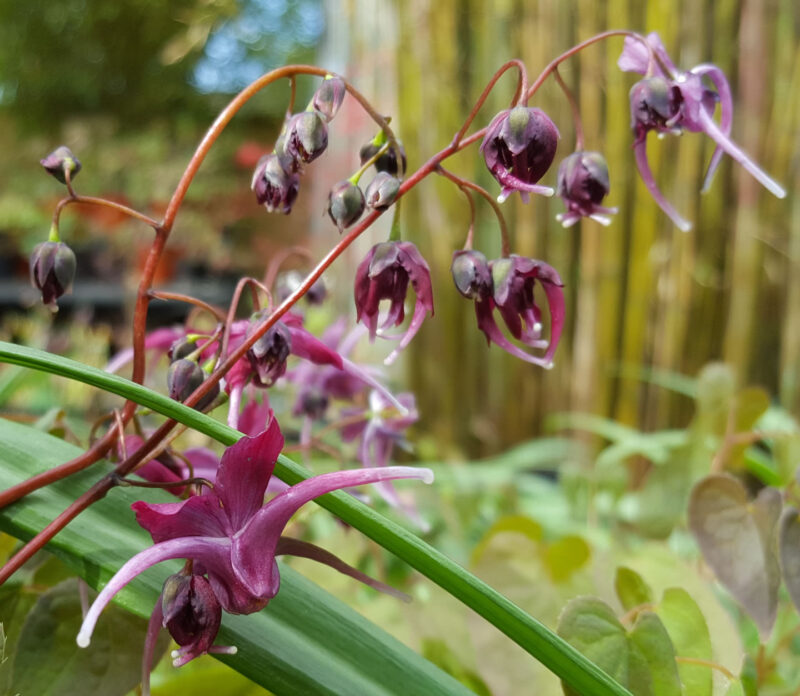 Epimedium 'Kodai Murasaki'