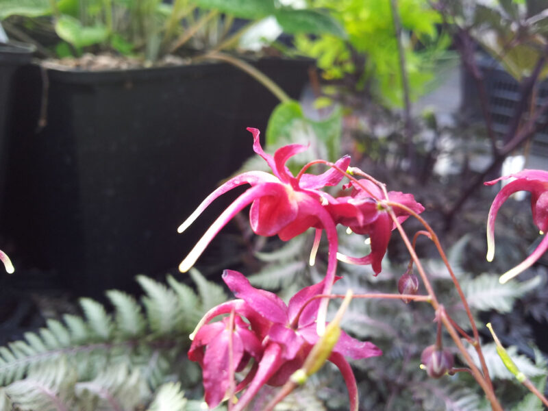 Epimedium 'Red Maximum'