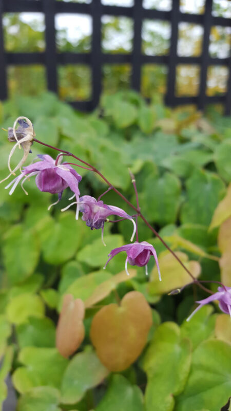 Epimedium grandiflorum ‘Lillafe’