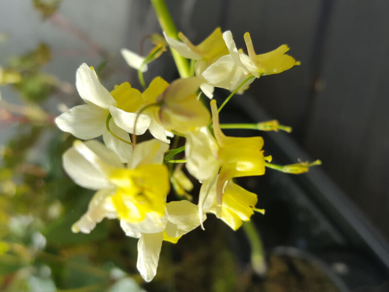 Epimedium-x-versicolor ‘Sulphureum’