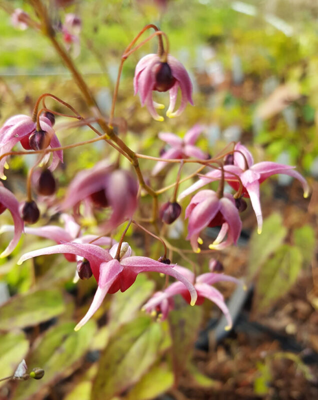 Epimedium ‘Pink Champagne’