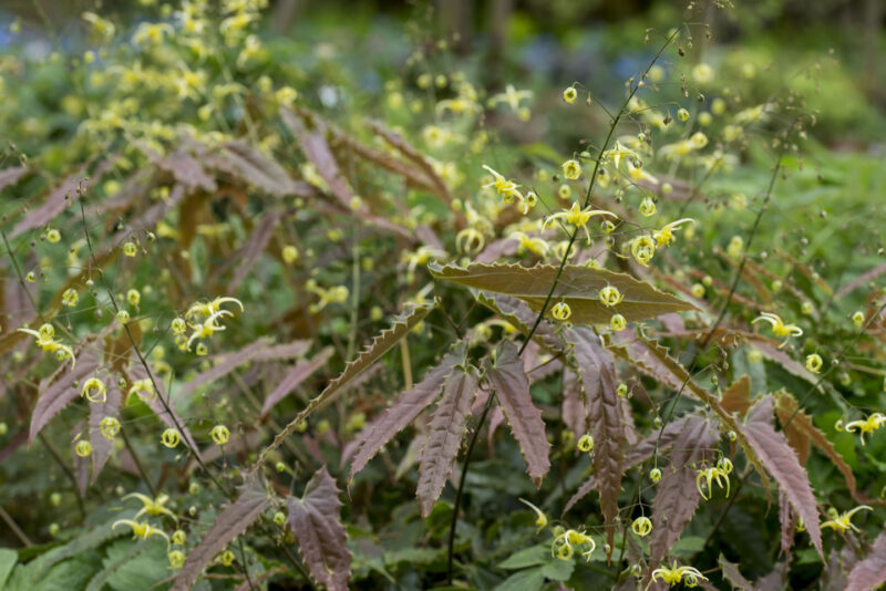 Epimedium ‘Spine Tingler’