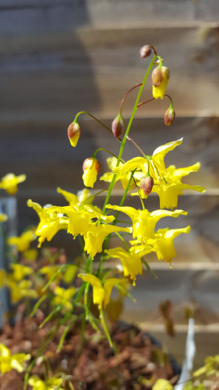 Epimedium ‘Winters End’