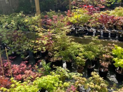 Miles Japanese Maples