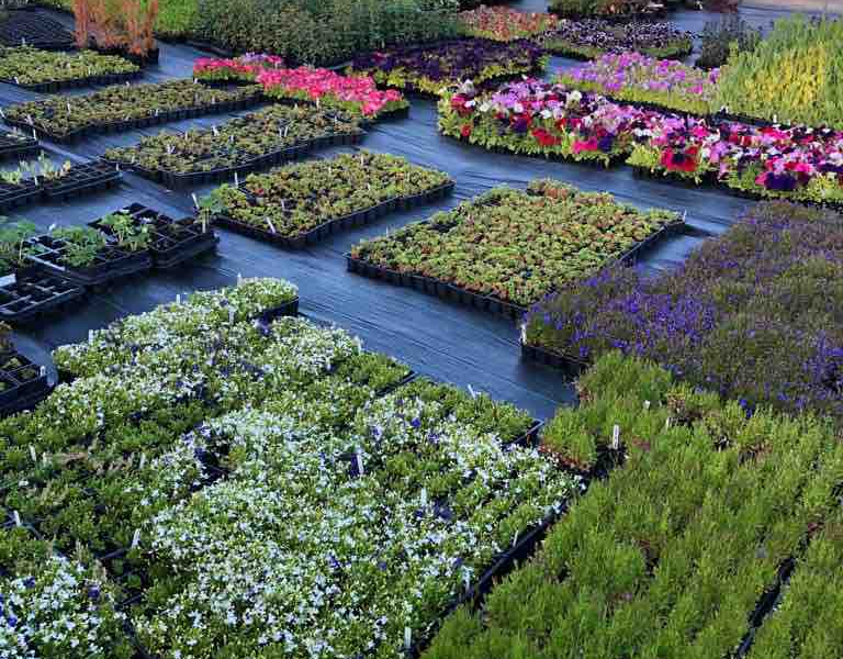 Online Garden Plants Plant Fairs Roadshow