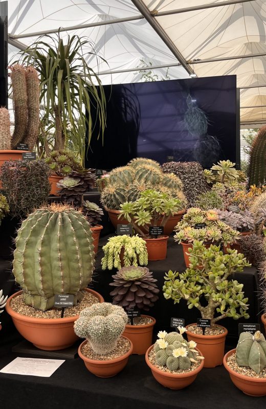 Ottershaw Cacti stand at RHS Chelsea Flower Show 2026